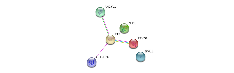 Pts Gene Genecards Ptps Protein Ptps Antibody