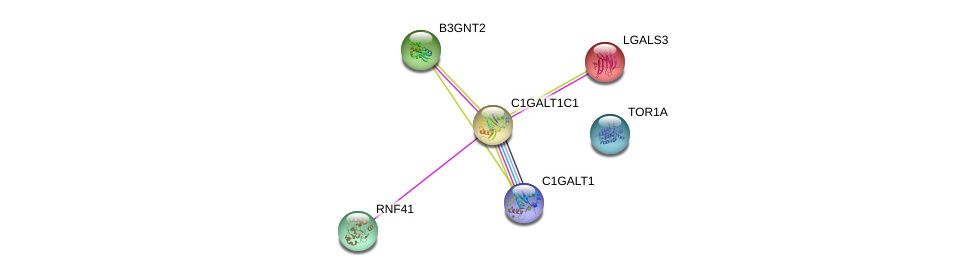 C1galt1c1 Gene Genecards C1glc Protein C1glc Antibody