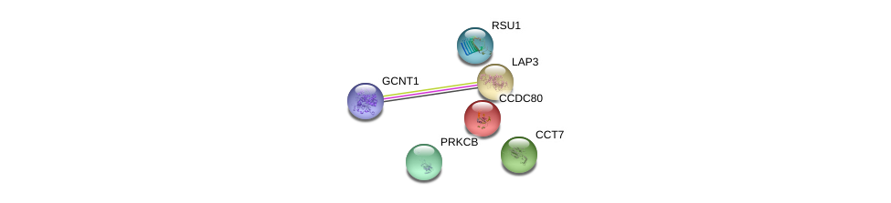 Gcnt1 Gene Genecards Gcnt1 Protein Gcnt1 Antibody